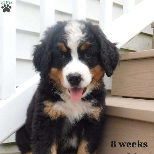 Brick, Bernese Mountain Dog Puppy